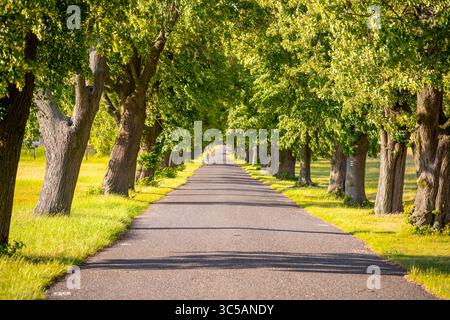 Eine friedliche Gasse gesäumt von hohen Laubbäumen schafft eine ruhige Atmosphäre. Das Sonnenlicht durchströmt die Blätter und unterstreicht so den einladenden Sommertag. Eine Person schlendert die Straße entlang. Stockfoto