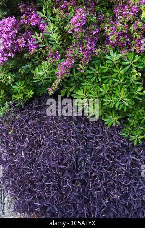 Kleine lila Blüten. Pflanzen Sie Breckland Thymian aus nächster Nähe Stockfoto