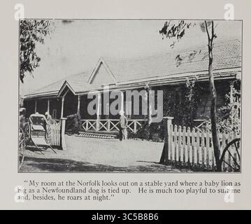 Mein Zimmer im Norfolk blickt auf einen Stallhof, wo ein Löwe so groß wie ein Hund aus Neufundland gefesselt ist. Er ist viel zu verspielt, um mir zu entsprechen, und außerdem brüllt er nachts. Schwarzweiß-Fotografie von Carpenter, Frank G. (Frank George), 1855-1924 Kairo bis Kisumu: Ägypten - der Sudan - Kenia Kolonie veröffentlicht 1928 Stockfoto