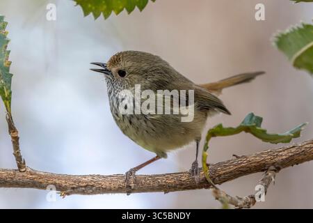 Der australische BRWN Thornbill sitzt im Banksia Tree Stockfoto