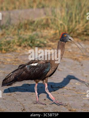 Wild Red Naped ibis oder Indian Black ibis oder Pseudibis papillosa Vogel Nahaufnahme oder Porträt mit offenem Schnabel im Keoladeo Nationalpark bharatpur Bird india Stockfoto