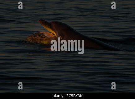 Ein großer Delfin (Tursiops truncatus), der bei Sonnenuntergang einen Lachs schluckt, Chanonry Point, Schottland. Stockfoto