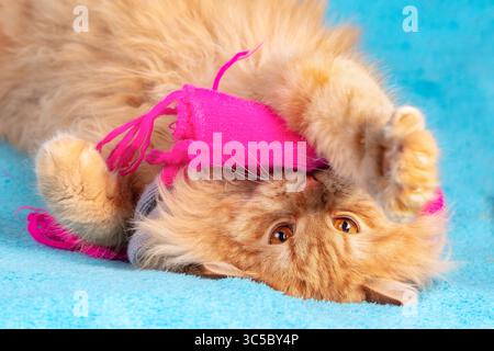 Porträt einer niedlichen, langhaarigen Katze in einem rosa Strickschal, die auf einer blauen Decke liegt Stockfoto
