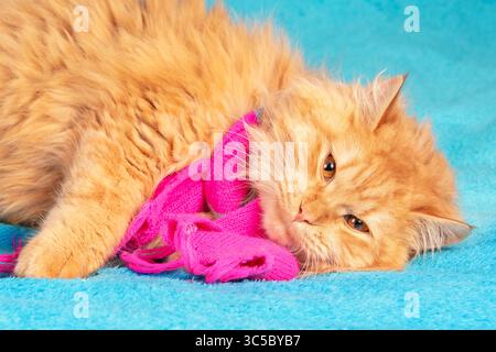 Porträt einer niedlichen, langhaarigen Katze in einem rosa Strickschal, die auf einer blauen Decke liegt Stockfoto