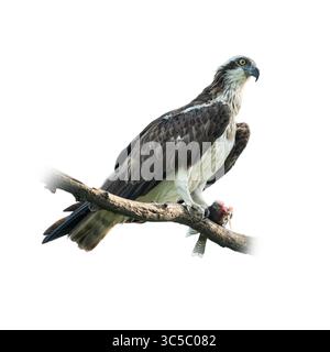 Ein mächtiger Osprey, der seine Beute hält, während er auf einem Baumzweig sitzt, zeigt die raue Schönheit und Präzision eines erfahrenen Raubtiers. Stockfoto