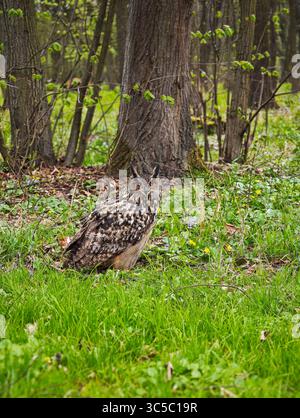 Eurasische Uhu sitzt auf dem Waldboden, umgeben von grünem Gras und Bäumen, und starrt direkt in die Kamera mit leuchtend orangefarbenen Augen. Stockfoto
