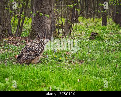 Eurasische Uhu sitzt auf üppigem grünem Gras in einem Frühlingswald, umgeben von Wildblumen und Bäumen, und starrt aufmerksam in die Kamera. Stockfoto