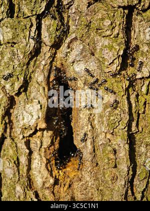 Nahaufnahme von schwarzen Ameisen, die in einem Baumstamm um den Eingang ihres Nestes krabbeln, mit strukturierter Rinde und natürlichem Sonnenlicht. Stockfoto
