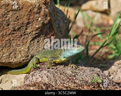 Makroaufnahme einer grünen Eidechse, die sich in der Sonne auf dem Boden in der Nähe eines Felsens sonnt, mit lebendigen Farben und detaillierten Skalen. Stockfoto