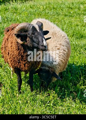 Zwei Schafe mit lockigem Vlies weiden auf grüner Wiese, eines mit dunkelbrauner Wolle und gebogenen Hörnern im Vordergrund, das andere mit heller Wolle im bac Stockfoto