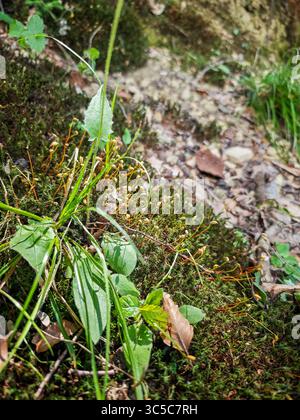 Nahaufnahme von Moos mit Sporenkapseln, Gras und gefallenen Blättern auf einem Waldboden bei natürlichem Tageslicht, die feine Texturen und Frühsommervegetat einfangen Stockfoto