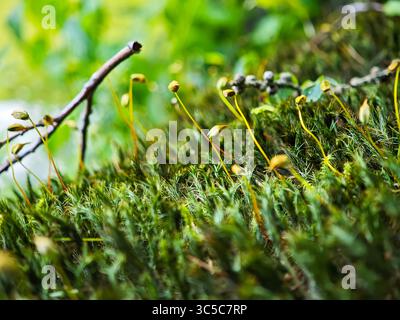 Moos mit gelb-grünen Sporenkapseln, die auf einem Waldboden wachsen, in Makroaufnahmen mit weichem natürlichem Licht und geringer Schärfentiefe aufgenommen. Stockfoto
