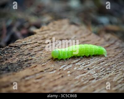 Makroaufnahme einer hellgrünen raupe auf strukturiertem Holz, isoliert vor verschwommenem Hintergrund in natürlicher Umgebung. Stockfoto