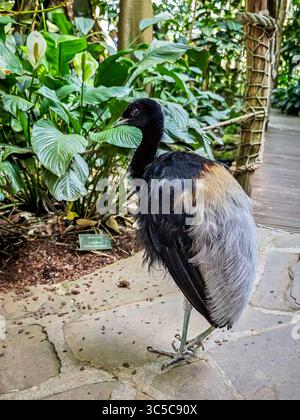 Flugunfähiger Vogel, der auf einem Steinweg in einem tropischen Gewächshaus steht, umgeben von üppigen grünen Pflanzen und hölzernem Seilgeländer. Stockfoto