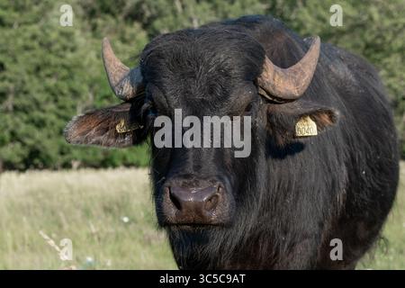 Porträt Wasserbüffel Nahaufnahme Stockfoto