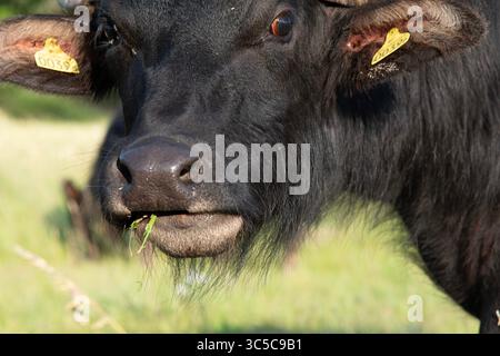 Porträt Wasserbüffel Nahaufnahme Stockfoto