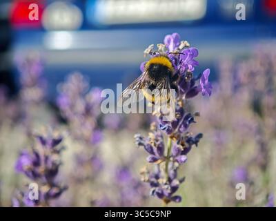 Eine Hummel, die sich von lila Lavendelblüten in einem sonnigen Garten ernährt, mit einem verschwommenen Auto im Hintergrund. Stockfoto