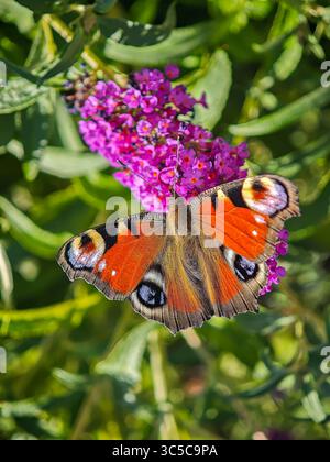 Blick von oben auf einen PfauenSchmetterling mit ausgebreiteten Flügeln auf leuchtend violetten Buddleja-Blumen, ruht im Sommergarten mit grünem Laub im Hintergrund. Stockfoto