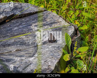 Getarnter Schmetterling, der auf einem alten Baumstamm auf einer bewachsenen Wiese ruht und sich mit der Holzstruktur verschmilzt und von Sommervegetation umgeben ist. Stockfoto