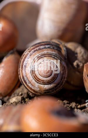 Trockene Schalen von Gartenschnecken auf dem Boden, eine große Anzahl leerer Schneckenschalen auf dem Boden nach der Überwinterung, Nahaufnahme Stockfoto