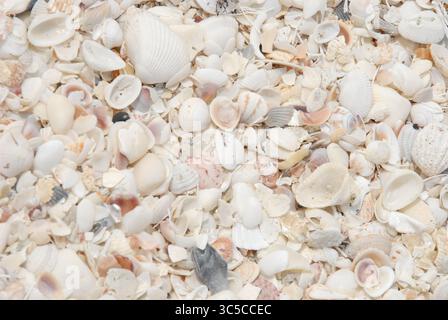Nahaufnahme winziger Muscheln und gebrochener Muschelfragmente, die auf sonnendurchflutetem Sand verstreut sind und eine natürliche Textur bilden. Ein Küstenhintergrund voller Details. Stockfoto