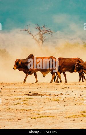 Eine Herde von Masai boran-Rindern weidet in freier Wildbahn im Amboseli-Nationalpark in Kenia Stockfoto