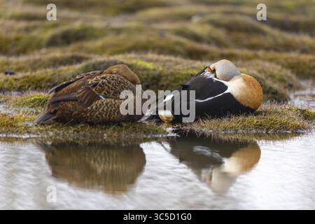 Eiderente (Somateria mollissima), Paar schlafend am Wasser, Reflexion, Entenvögel (Anatidae), Aventdalen, Longyearbyen, Spitzbergen, Svalbard Stockfoto