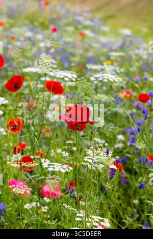 Rote Mohnblumen auf einem Feld voller Wildblumen Stockfoto