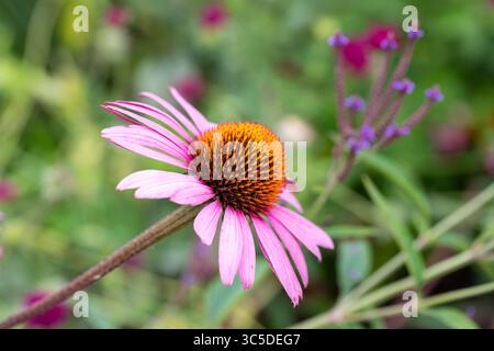 Echinacea purpurea, Purple Coneflower Nahaufnahme Stockfoto