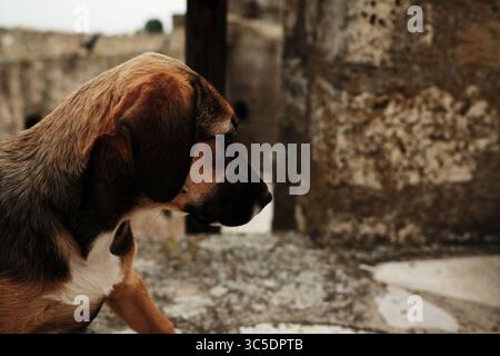 Seitenprofil eines Welpen, der in die Ferne blickt, vor einem verschwommenen Steinfestungsgrund in Smederevo, Serbien. Neugieriger und ruhiger Ausdruck. Stockfoto