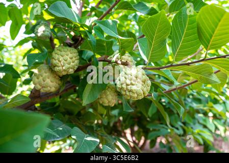 Vanilleapfel tropische exotische Früchte. Sugar Apfel, Annona, Sweetsop. Wächst auf einem Zweigbaum Stockfoto