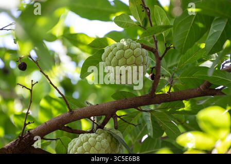 Vanilleapfel tropische exotische Früchte. Sugar Apfel, Annona, Sweetsop. Wächst auf einem Zweigbaum Stockfoto