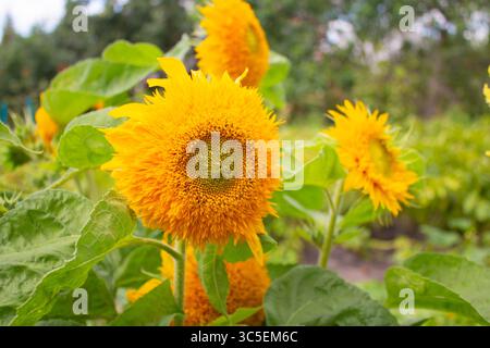 Dekorative Doppelsonnenblume „Bear Cub“ im Garten Nahaufnahme. Die Blüten sind dicht doppelt, hellgelb. Stockfoto