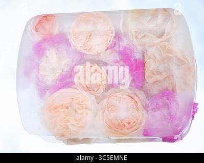 Weiche pastellfarbene gefrorene Blüten im Eisblock. Zarte gefrorene Blüten in Eis mit sanften Pastellrosa- und Pfirsichtönen, natürliche Komposition. Stockfoto