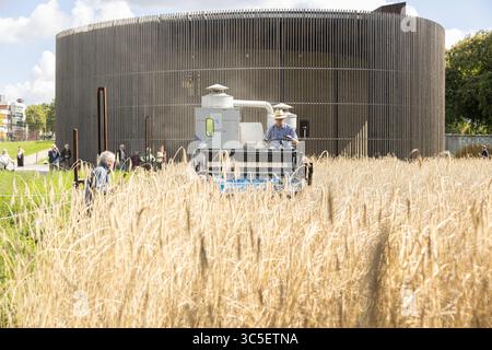 An der Kapelle der Versoehnung in Berlin-Mitte wird wieder Roggen geerntet Foto vom 30.Juli 2025: Michael Baumecker von der Humboldt-Universitaet Berlin auf der Maehmaschine. Das Ritual findet sich in diesem Jahr zum 20. Mal statt. Das innerstaedtische Getreidefeld auf dem einstigen Todesstreifen misst rund 2,000 Quadratmeter und ist Teil der Erinnerungslandschaft an der Bernauer Straße. Der Anbau von Roggen erinnert an die deutsche Teilung und steht als Zeichen für die Ueberwindung von Angst und Gewalt an diesem historischen Ort. Um die Pflege, Aussaat und Ernte des Roggenfelds kuemmern sich sei Stockfoto