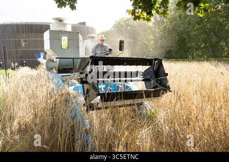 An der Kapelle der Versoehnung in Berlin-Mitte wird wieder Roggen geerntet Foto vom 30.Juli 2025: Michael Baumecker von der Humboldt-Universitaet Berlin auf der Maehmaschine. Das Ritual findet sich in diesem Jahr zum 20. Mal statt. Das innerstaedtische Getreidefeld auf dem einstigen Todesstreifen misst rund 2,000 Quadratmeter und ist Teil der Erinnerungslandschaft an der Bernauer Straße. Der Anbau von Roggen erinnert an die deutsche Teilung und steht als Zeichen für die Ueberwindung von Angst und Gewalt an diesem historischen Ort. Um die Pflege, Aussaat und Ernte des Roggenfelds kuemmern sich sei Stockfoto
