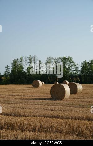 Vertikales Foto von Heuballen auf einem Feld nach der Ernte. Landwirtschaft, Agrarwirtschaft, ökologische Produktion, Natur und ländliche Idylle. Stockfoto
