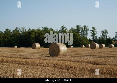 Feld mit Heuballen nach der Ernte. Landwirtschaft, Agrarwirtschaft, ökologische Produktion, Natur und ländliche Idylle. Stockfoto