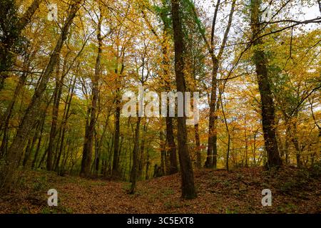 Hintergrundfoto Wald im Herbst. Gefallene Blätter auf dem Waldboden im Herbst. Stockfoto