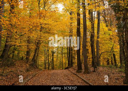 Ein friedlicher Pfad, der im Herbst oder Herbst mit gefallenen Blättern bedeckt ist. Stockfoto