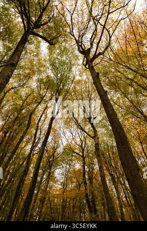 Hintergrundfoto Herbst. Weitwinkelaufnahme von Bäumen im Wald in der Herbstsaison. Stockfoto