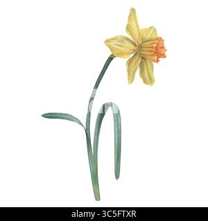 Narzissen-Blüte in gelber Farbe mit grünem Stamm und Blättern. Handgezeichnete Aquarellblume Illustration auf isoliertem Hintergrund. Botanische Zeichnung für uns Stockfoto