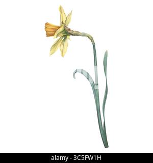 Narzissen-Blüte in gelber Farbe mit grünem Stamm und Blättern. Handgezeichnete Aquarellblume Illustration auf isoliertem Hintergrund. Botanische Zeichnung für uns Stockfoto