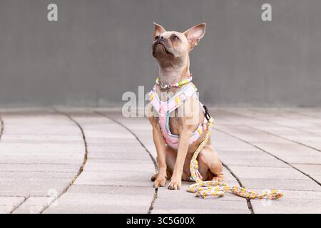 Französischer Bulldog mit langer gesunder Nase mit y-förmigem Hundegeschirr, Leine und Halskette vor grauer Wand Stockfoto