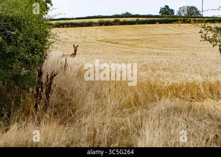 Reh (Capreolus capreolus) in einem wheatfield Stockfoto