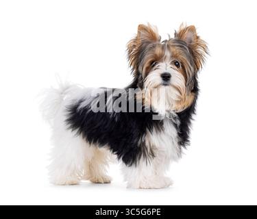Süßer Biewer Yorkshire Terrier Hund, seitlich stehend. Blick auf die Kamera. Isoliert auf weißem Hintergrund. Stockfoto