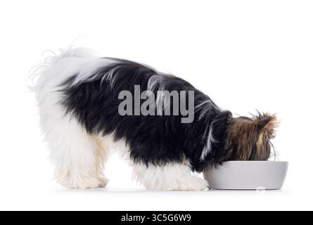 Süßer Biewer Yorkshire Terrier Hund, seitlich stehend. Kopf in grauer Schüssel essen oder trinken. Isoliert auf weißem Hintergrund. Stockfoto