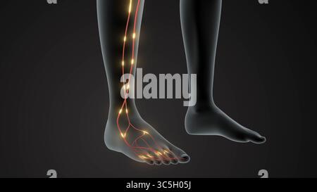Anatomie und Signalübertragung des unteren Extremitätennervs Stockfoto