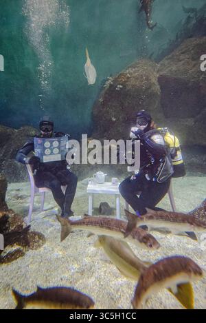Taucher testen eine immersive Unterwasser-Wohnzimmerinstallation im Eddystone Reef Tank im National Marine Aquarium in Plymouth, um die Kampagne „Ocean Friendly Homes“ des Aquariums und Ocean Conservation Trust zu starten, die dazu beitragen soll, den Ozean vor alltäglichen CO2-Emissionen zu schützen. Bilddatum: Mittwoch, 30. Juli 2025. Stockfoto
