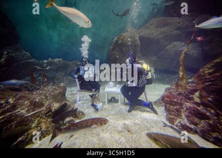 Taucher testen eine immersive Unterwasser-Wohnzimmerinstallation im Eddystone Reef Tank im National Marine Aquarium in Plymouth, um die Kampagne „Ocean Friendly Homes“ des Aquariums und Ocean Conservation Trust zu starten, die dazu beitragen soll, den Ozean vor alltäglichen CO2-Emissionen zu schützen. Bilddatum: Mittwoch, 30. Juli 2025. Stockfoto